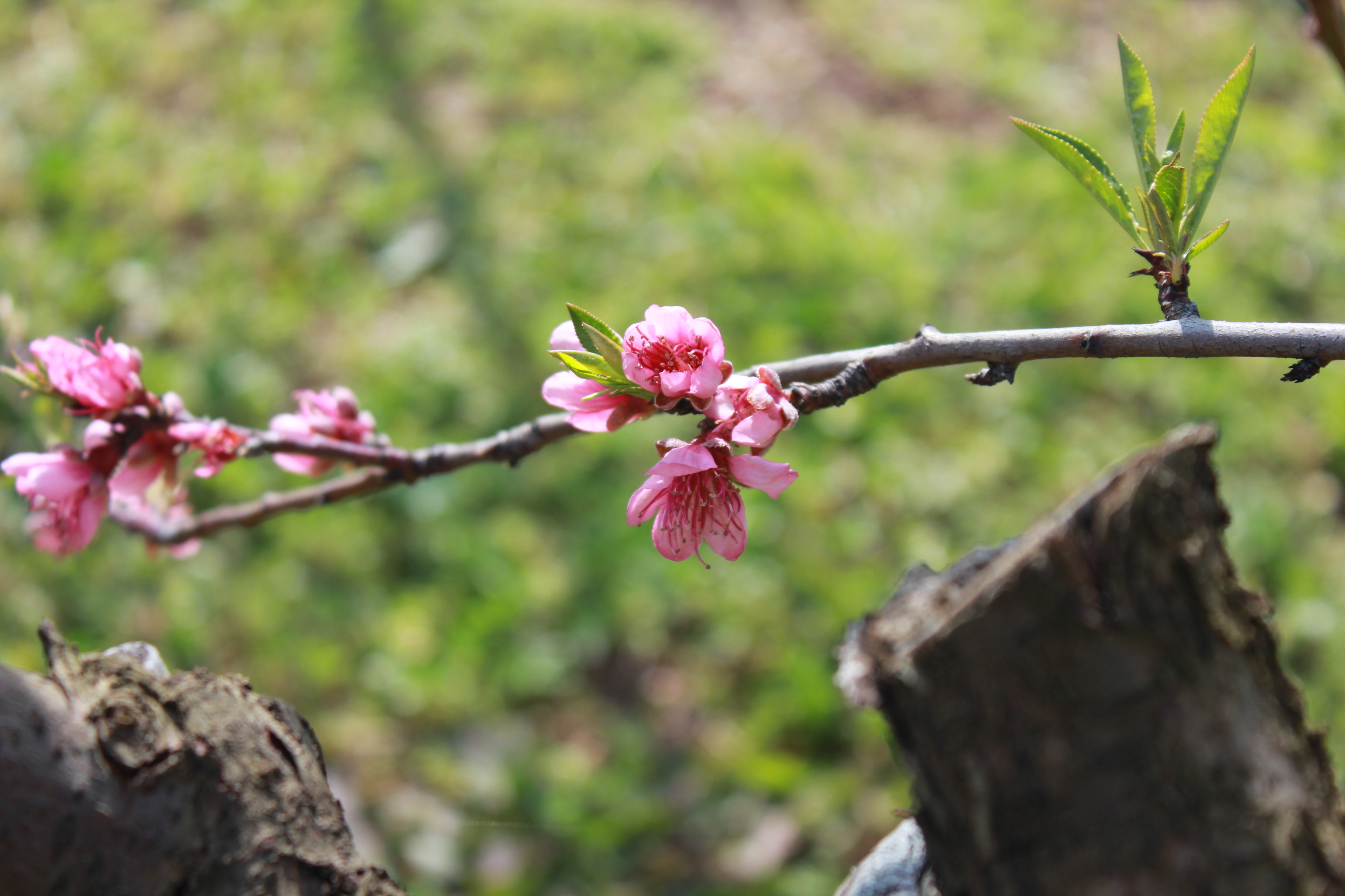 godišnja doba Crkve, kolumne, zena vrsna