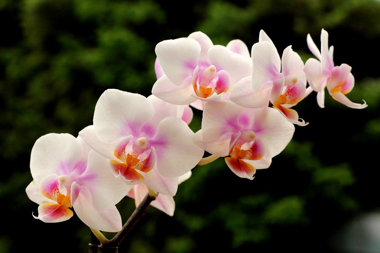 orhideje, kako pravilno njegovati, vrt&dom, dan po dan