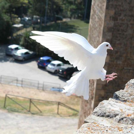 Dječja krunica