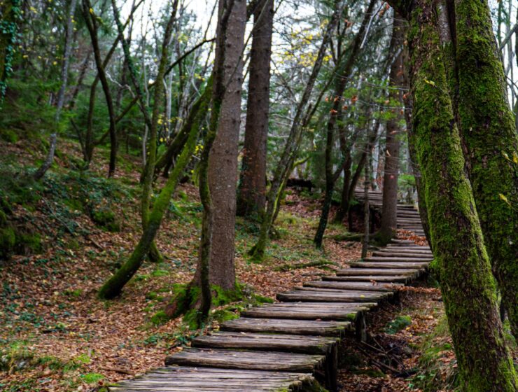 za čim uzdišeš; mira mi daj
