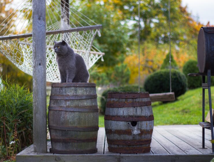 Mame znaju puno, ali babe znaju sve; Svakodnevna humoreska