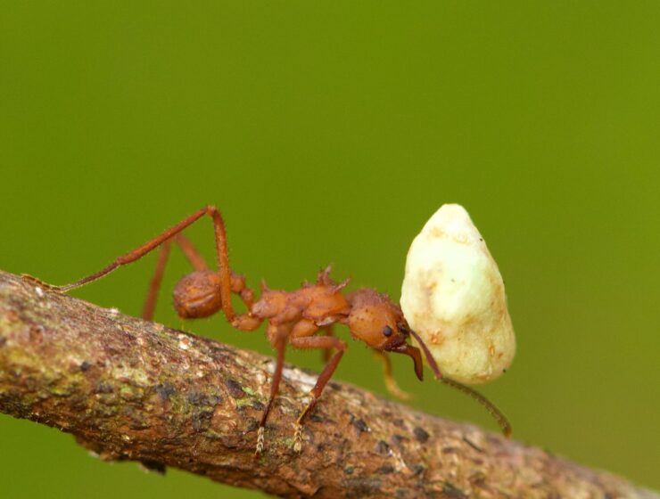 mrava, Među nama